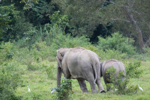 Asian elephants are the largest living land animals in Asia.Asian elephants are highly intelligent and self-aware.