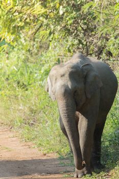 Asian elephants are the largest living land animals in Asia.Asian elephants are highly intelligent and self-aware.