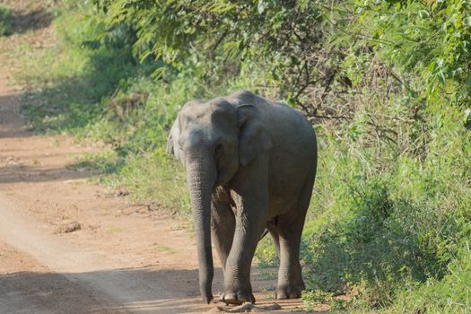 Asian elephants are the largest living land animals in Asia.Asian elephants are highly intelligent and self-aware.