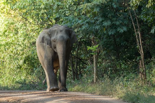 Asian elephants are the largest living land animals in Asia.Asian elephants are highly intelligent and self-aware.