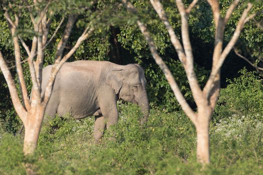 Asian elephants are the largest living land animals in Asia.Asian elephants are highly intelligent and self-aware.