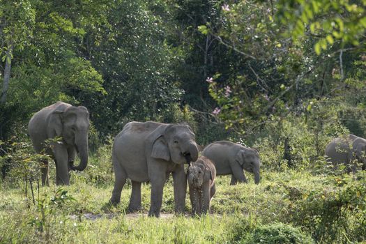 Asian elephants are the largest living land animals in Asia.Asian elephants are highly intelligent and self-aware.