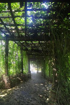 Alley in plants in Altos de Chavon, Dominican Republic