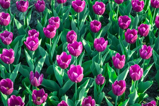 Green flower garden full of many bright colourful tulips blooming on spring time
