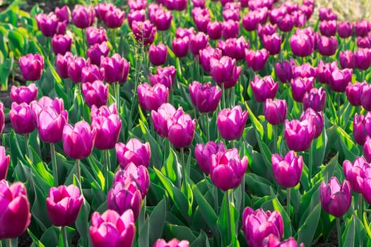 Green flower garden full of many bright colourful tulips blooming on spring time
