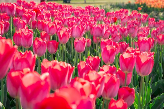 Green flower garden full of many bright colourful tulips blooming on spring time