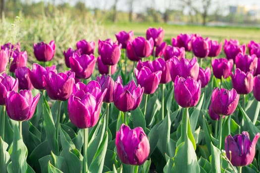 Green flower garden full of many bright colourful tulips blooming on spring time