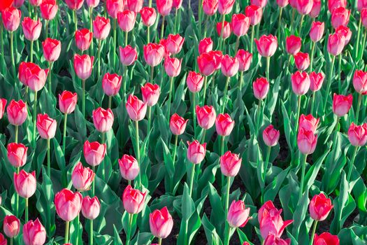 Green flower garden full of many bright colourful tulips blooming on spring time