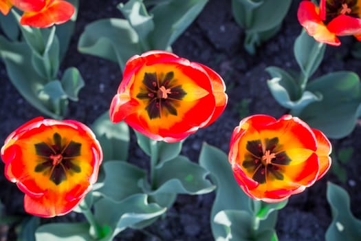 Bright colourful heads of orange red tulips with black core