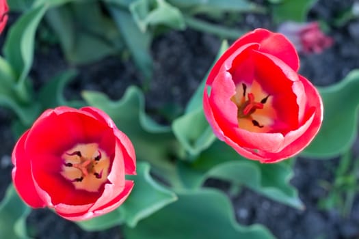 Bright colourful heads of red scarlet tulips with defocused background