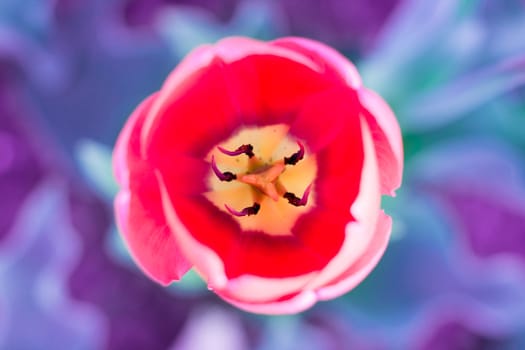 Bright colourful head of red scarlet purple tulip close-up with defocused purple background