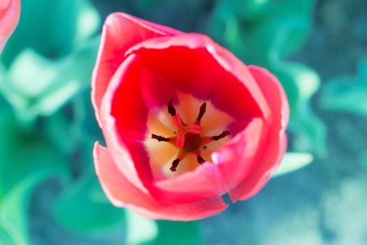 Bright colourful head of red scarlet purple tulip close-up with defocused blue background