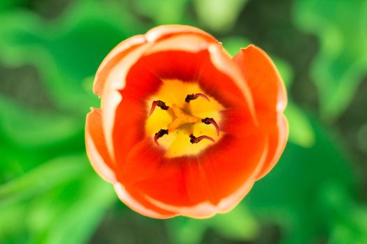 Bright colourful head of red scarlet orange tulip close-up with defocused green background