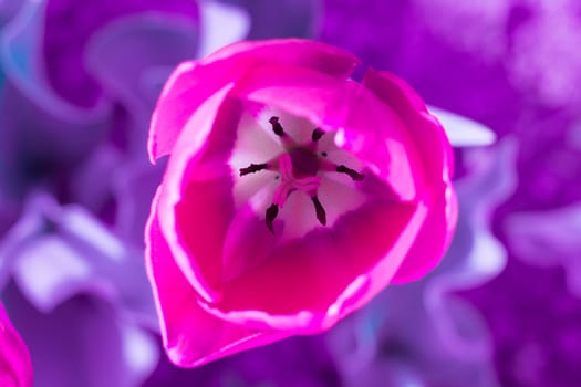 Bright colourful head of red scarlet purple tulip close-up with defocused purple background