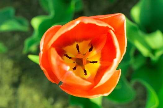 Bright colourful head of red scarlet orange tulip close-up with defocused green background