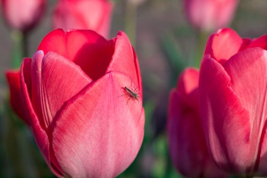 Small insect moscito on bright colourful head of red scarlet tulip
