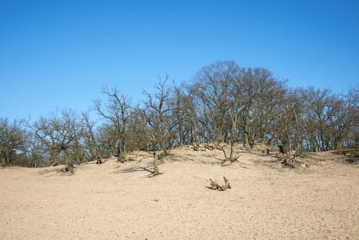 nice sand waves with trees and blue sky in holland in the nature area loonse and drunense duinen