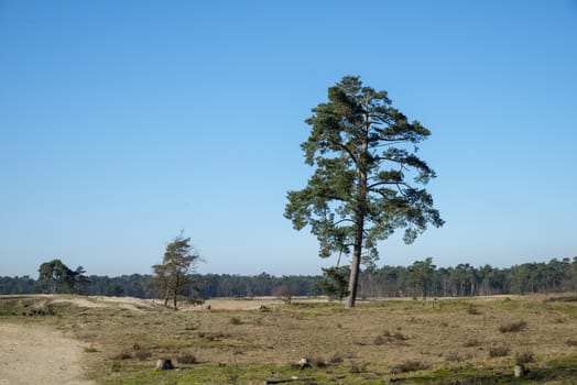 nature area loonse en drunense duinen in holland with blue sky sand and nobody in winter