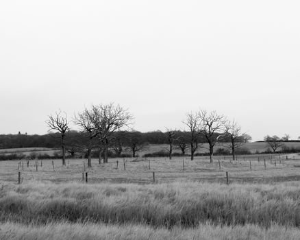 black and white circle of bare branch trees field special nature country; essex; england; uk