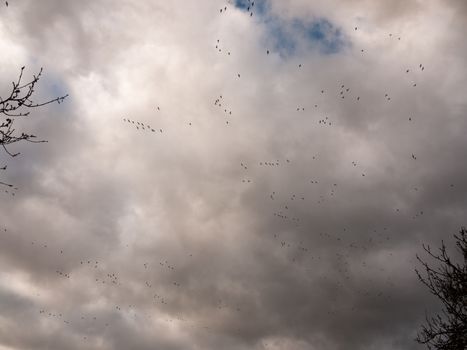 flock of geese in gray overcast autumn sky migrating flying overhead; essex; england; uk