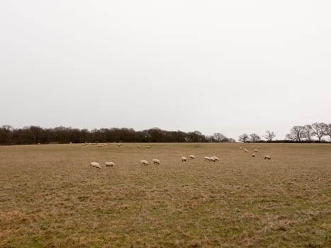 herd of grazing sheep in field grassland white sky autumn winter; essex; england; uk
