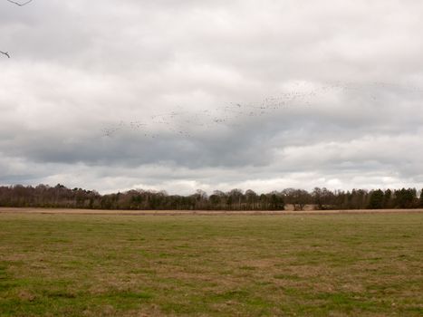 flock of geese in gray overcast autumn sky migrating flying overhead; essex; england; uk