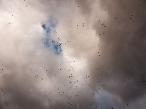 flock of geese in gray overcast autumn sky migrating flying overhead; essex; england; uk