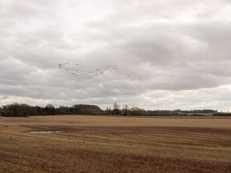 sky flock of birds cloudy moody overcast weather migration; essex; england; uk