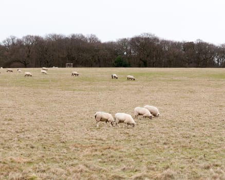 herd of grazing sheep in field grassland white sky autumn winter; essex; england; uk