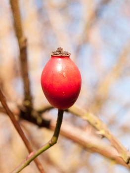 close up of single rose hip red head berry winter forage; essex; england; uk