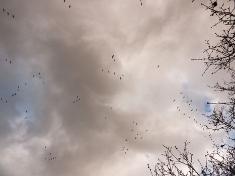 flock of geese in gray overcast autumn sky migrating flying overhead; essex; england; uk