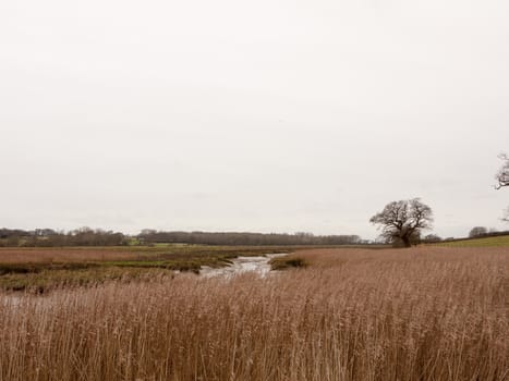 golden grass reeds winter white cloudy sky landscape; essex; england; uk