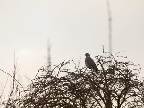 pigeon sitting atop tree bare branches white sky close up; essex; england; uk