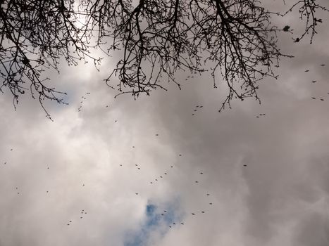 flock of geese in gray overcast autumn sky migrating flying overhead; essex; england; uk