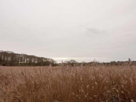 golden grass reeds winter white cloudy sky landscape; essex; england; uk