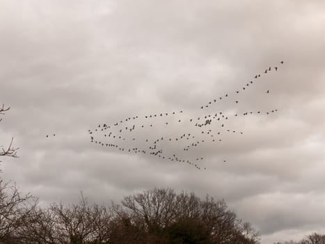 sky flock of birds cloudy moody overcast weather migration; essex; england; uk