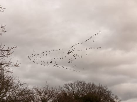 sky flock of birds cloudy moody overcast weather migration; essex; england; uk