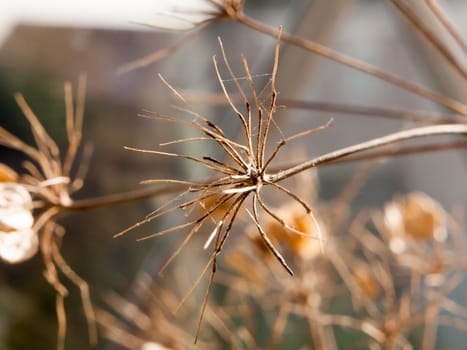 close up of dead flower heads stalk brown dry ; essex; england; uk