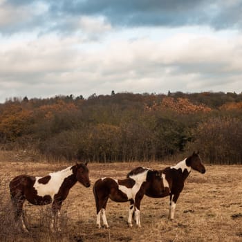 three brown and white horses in paddock field autumn; essex; england; uk