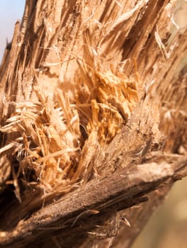 close up of chipped split wooden branch texture sharp splinters; essex; england; uk