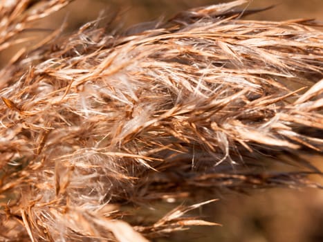 close up of reed grass golden flower heads windy special; essex; england; uk