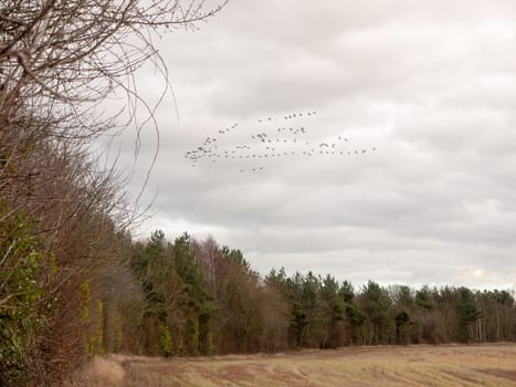 sky flock of birds cloudy moody overcast weather migration; essex; england; uk