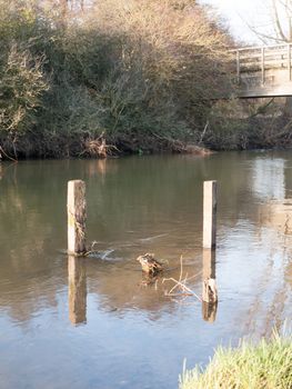 old dead wood stumps standing in river lake water landscape; essex; england; uk