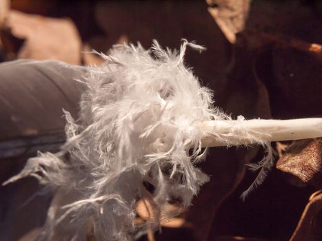 close up of white frilly feather part on ground; essex; england; uk
