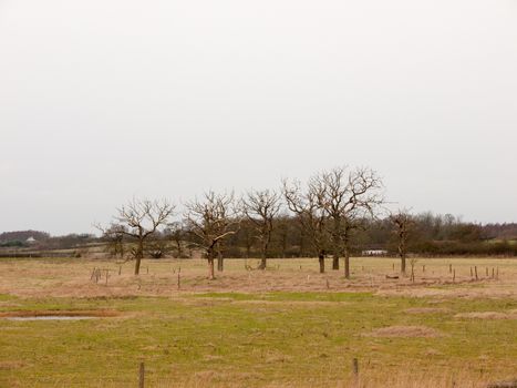 circle of bare branch trees field special nature country; essex; england; uk