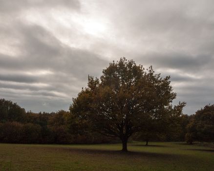 large oak tree autumn cloudy moody sky one field alone; essex; england; uk