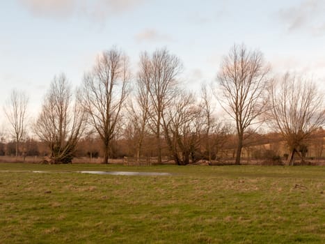 bare trees dedham country autumn winter field outside nature landscape; essex; england; uk
