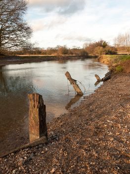 old dead wood stumps standing in river lake water landscape; essex; england; uk