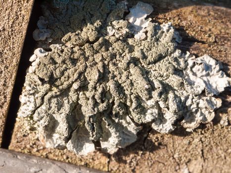 close up of patch of white gray lichen moss; essex; england; uk