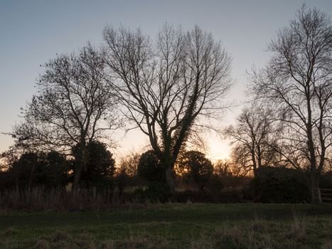 autumn treeline sky bare branches sunset field country; essex; england; uk